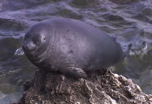 Стікер Seals | Тюлени 🥔