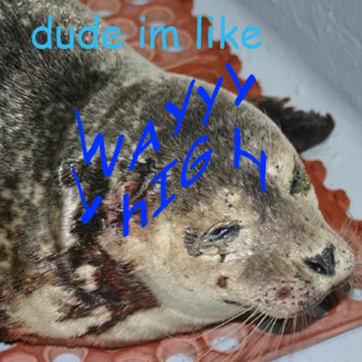 Seals | Тюлени sticker 🍁