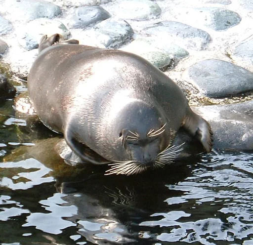 Seals | Тюлени stiker 😞