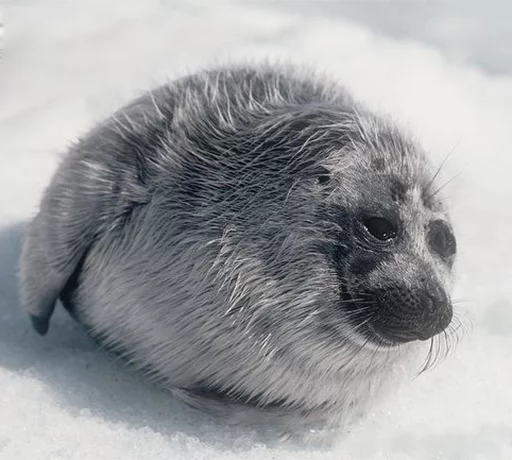 Стикер Seals | Тюлени 😭