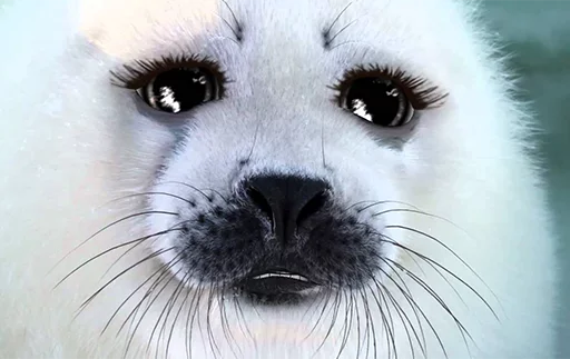 Стікер Telegram «Seals | Тюлени» 😚