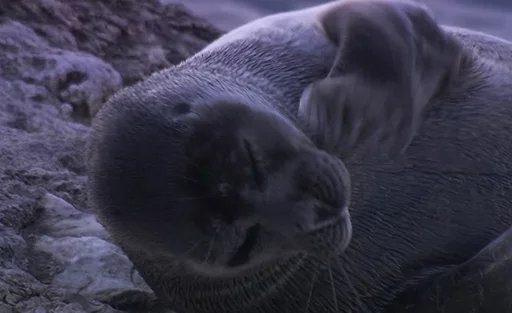 Стикер Telegram «Seals | Тюлени» 😂
