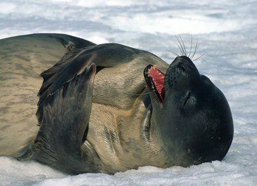 Стикер Telegram «Seals | Тюлени» 😂