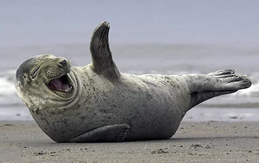 Стікер Telegram «Seals | Тюлени» 😂