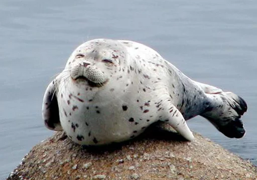 Стікер Telegram «Seals | Тюлени» 😁