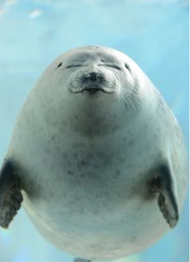 Seals | Тюлени sticker ☺️