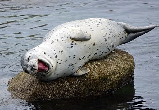 Seals | Тюлени sticker 😆