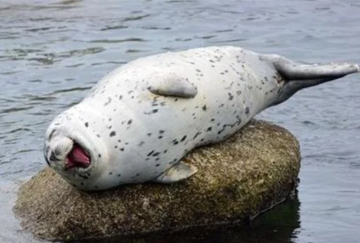 Стикер Telegram «Seals | Тюлени» 😆