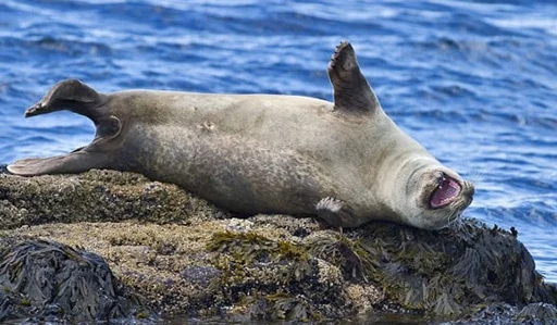 Telegram stiker «Seals | Тюлени» 🤣