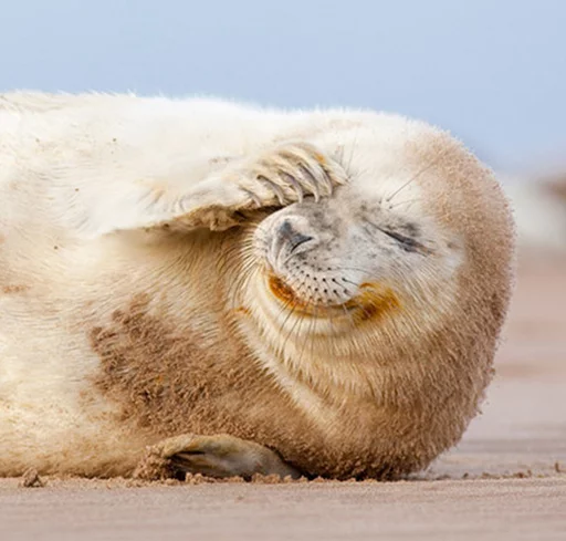 Стікер Telegram «Seals | Тюлени» 🙄
