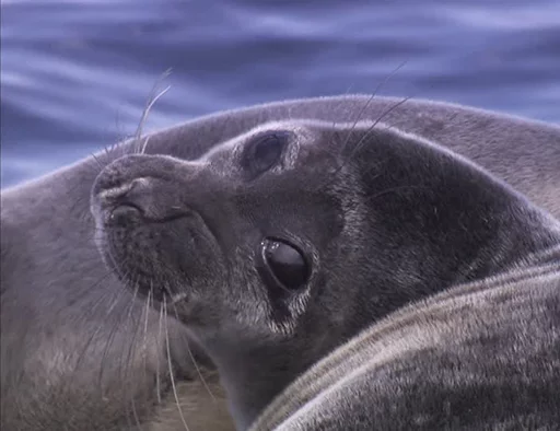 Стікер Seals | Тюлени 🙄