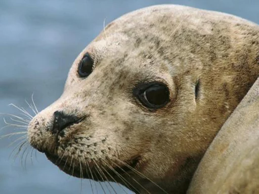 Стикер Seals | Тюлени 😒
