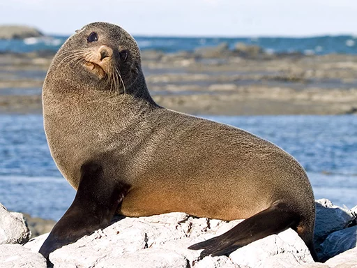 Seals | Тюлени sticker 🙂