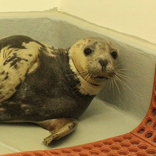 Telegram stiker «Seals | Тюлени» 😐