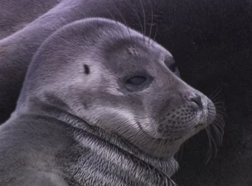 Стікер Telegram «Seals | Тюлени» 😒