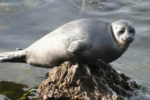 Seals | Тюлени stiker ☁