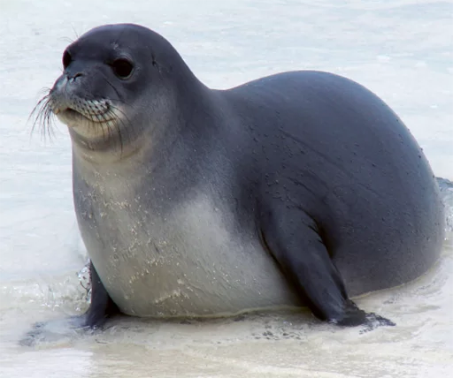 Seals | Тюлени stiker 🥔