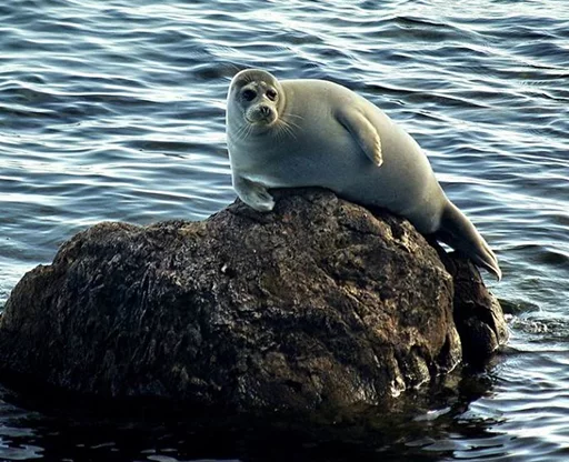 Telegram stiker «Seals | Тюлени» 😘