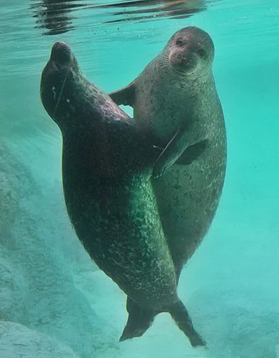 Стікер Telegram «Seals | Тюлени» 👉