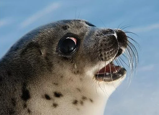 Seals | Тюлени sticker 😭