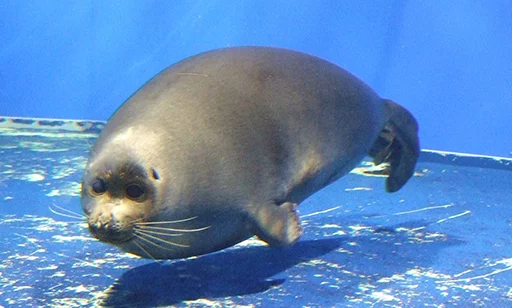 Seals | Тюлени sticker ☁