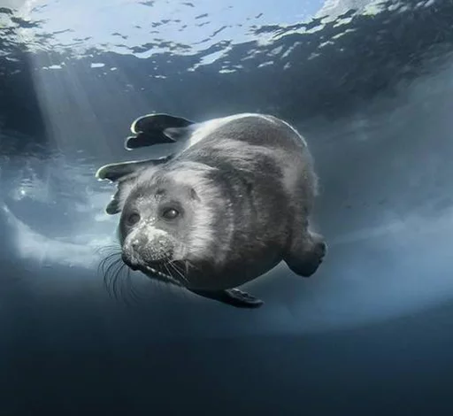 Стікер Telegram «Seals | Тюлени» ☁