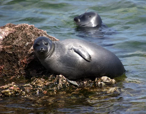 Seals | Тюлени sticker 🙂