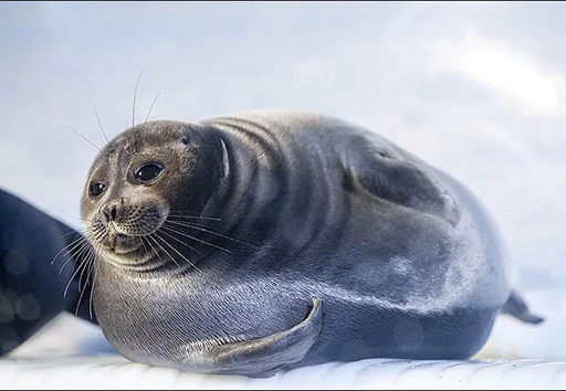 Telegram Sticker «Seals | Тюлени» 🍑