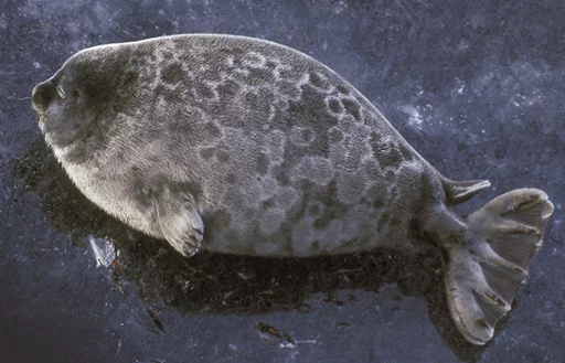 Стікер Telegram «Seals | Тюлени» 🥔