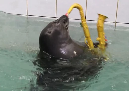 Стікер Seals | Тюлени 🎷
