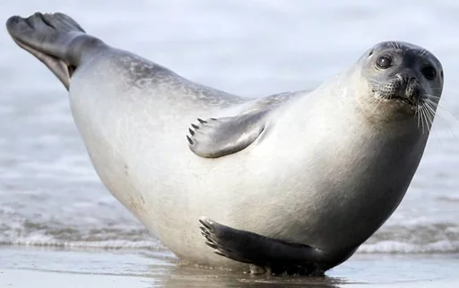 Telegram Sticker «Seals | Тюлени» 🍌