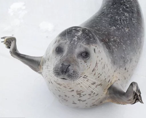 Seals | Тюлени sticker 👐