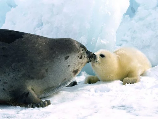 Seals | Тюлени stiker 😚