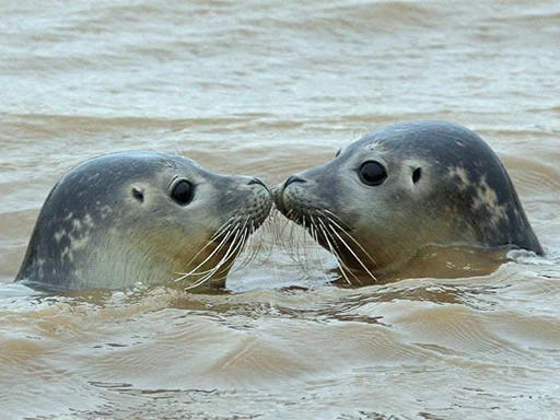 Telegram Sticker «Seals | Тюлени» 😚