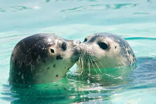 Seals | Тюлени stiker 😘
