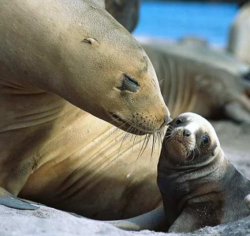 Стікер Seals | Тюлени 😚