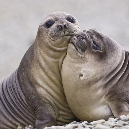 Стікер Seals | Тюлени 🤗