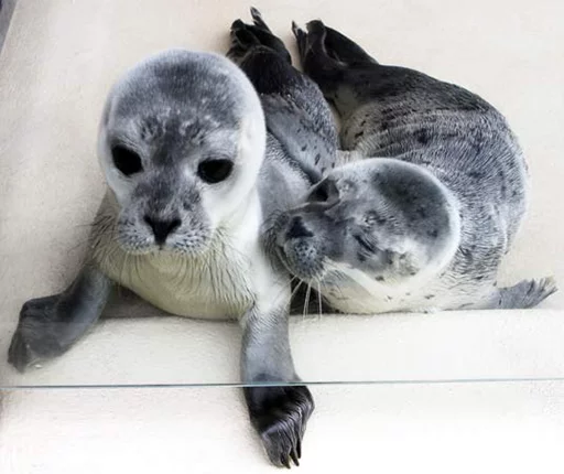 Telegram Sticker «Seals | Тюлени» ☺️