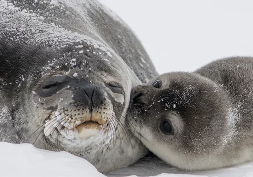 Стікер Telegram «Seals | Тюлени» 😚