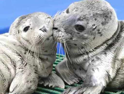 Стікер Seals | Тюлени 💋
