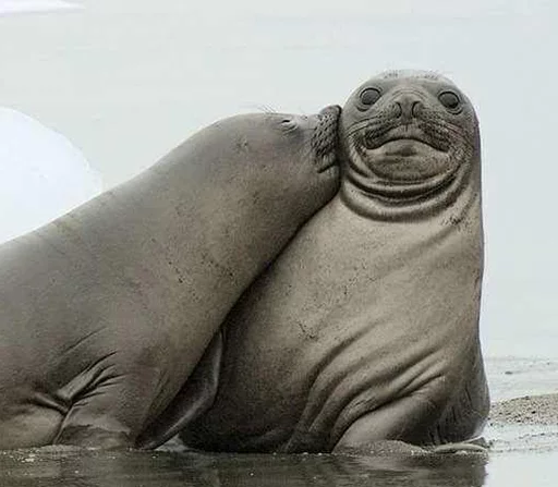 Стікер Seals | Тюлени 💋
