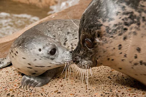 Seals | Тюлени sticker 💋