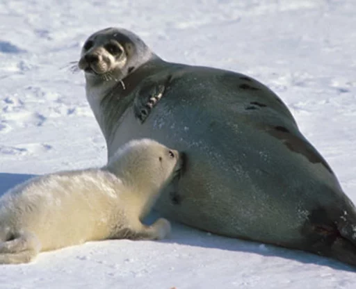 Seals | Тюлени sticker 💦