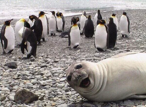 Стікер Telegram «Seals | Тюлени» 😃