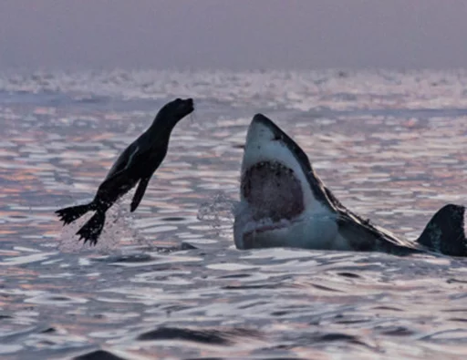 Стікер Seals | Тюлени 🦈