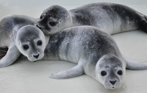 Seals | Тюлени sticker ⛽️