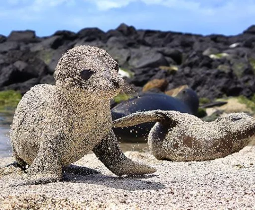 Seals | Тюлени sticker 🏝