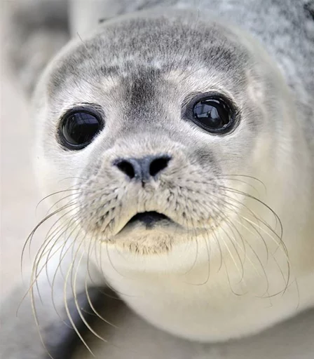 Стікер Seals | Тюлени 🥝