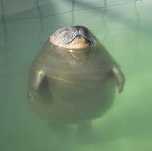 Seals | Тюлени sticker ☁