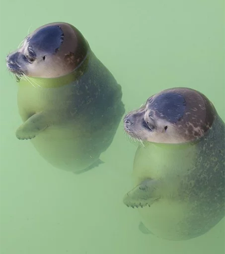 Стікер Telegram «Seals | Тюлени» 👥